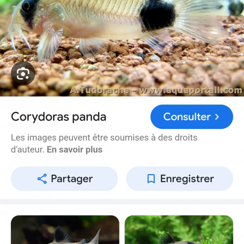 Corydoras panda