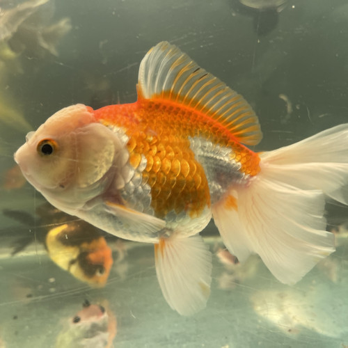 Tête de lion , poissons japonais