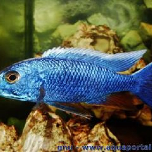 cyanochromis fryeri