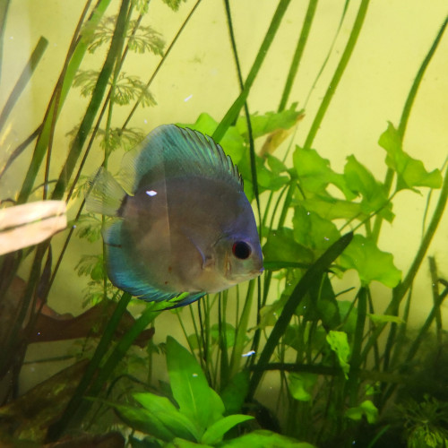 Discus bleu turquoise