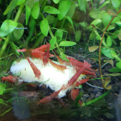 Crevettes RED CHERRY (Neocardina davidi)