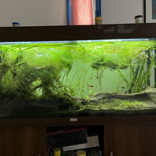 Aquarium 240 Litres + équipement