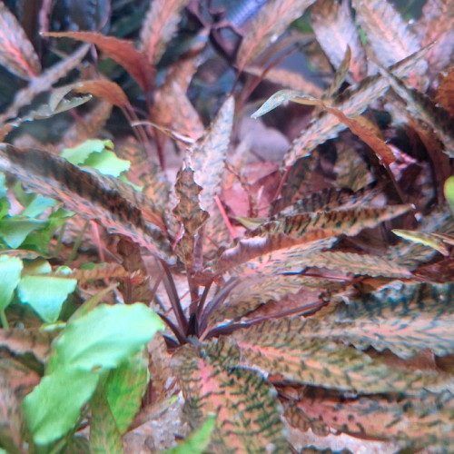 cherche cryptocoryne rouge ou bicolore