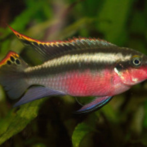 Pelvicachromis pulcher