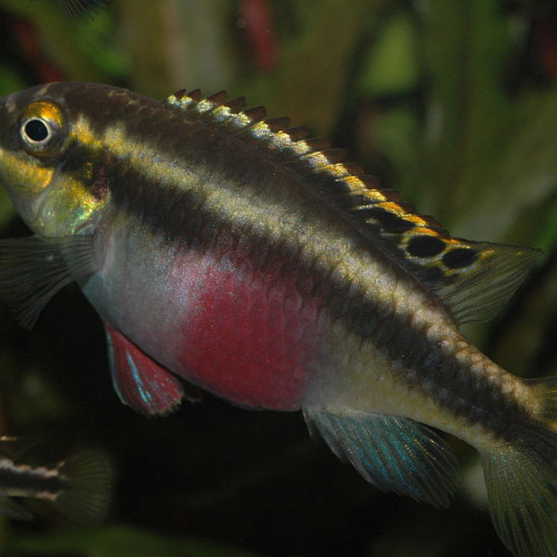 Pelvicachromis pulcher