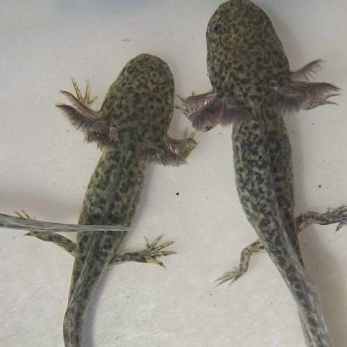 Bébé axolotl