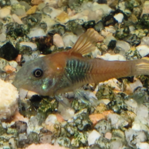 Corydoras Orange Venezuela