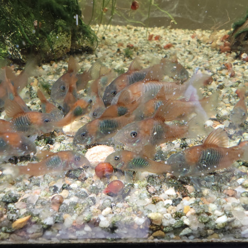 Corydoras Orange Venezuela