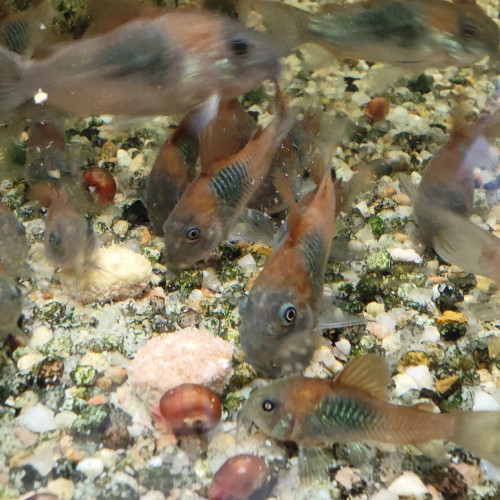 Corydoras Orange Venezuela