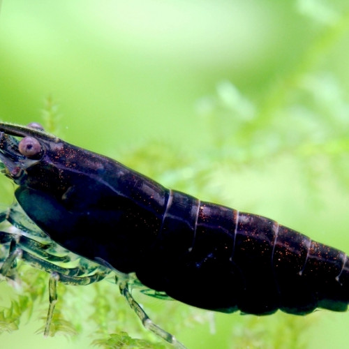 Crevette neocaridina