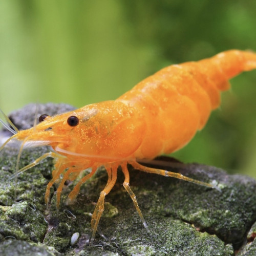 Crevette neocaridina