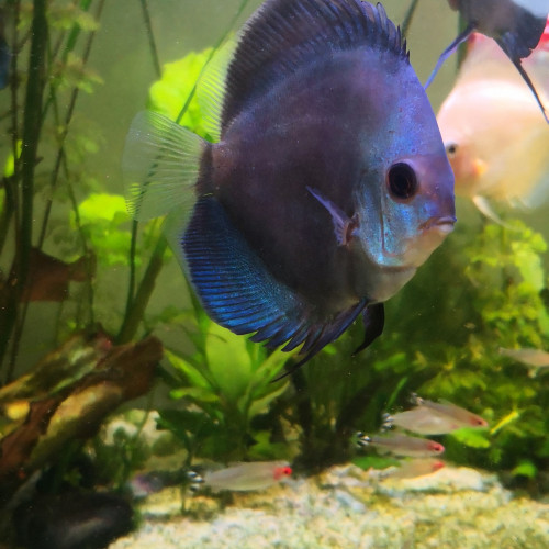 Discus 15cm