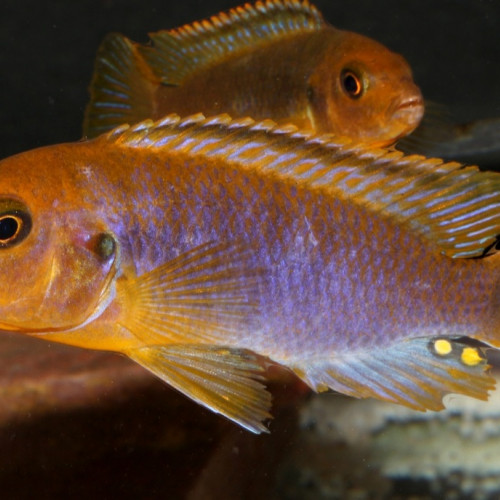 Iodotropheus sprengerae