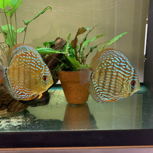 Discus turquoise rouge