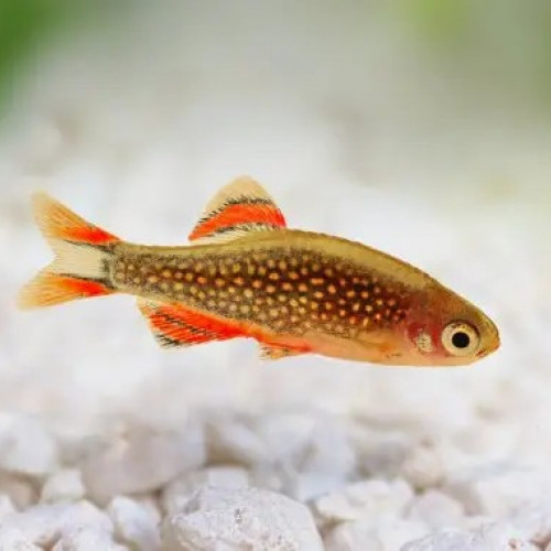 Tetra Amandae & Rasbora Galaxy