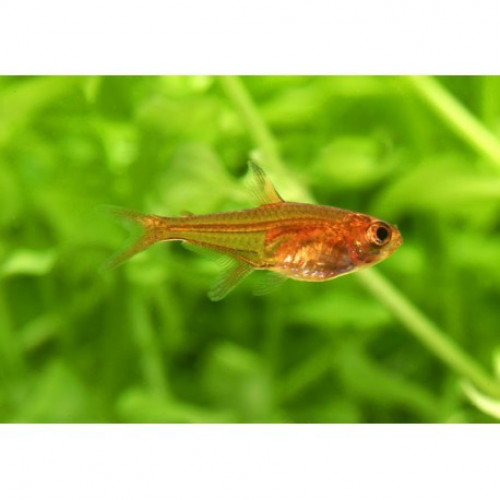 Tetra Amandae & Rasbora Galaxy