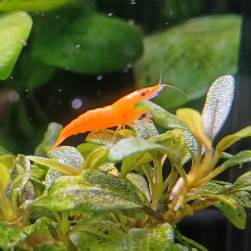 Crevette neocaridina orange