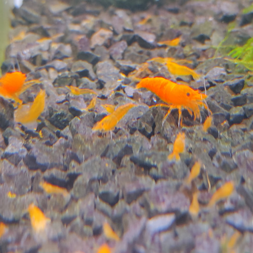 Crevette neocaridina orange