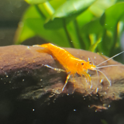 Crevette neocaridina orange