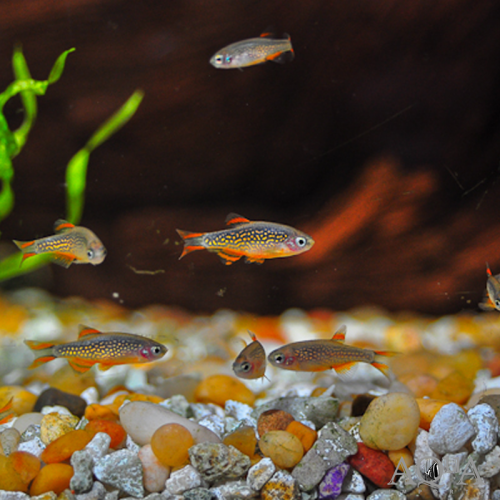 Microrasbora Galaxy, Danio Margaritatus