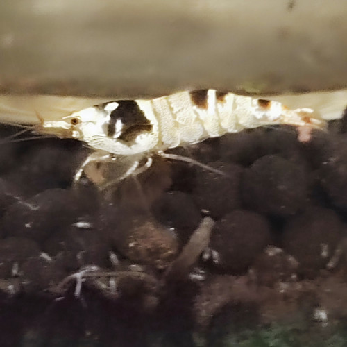 Disponible crevettes Caridina Black cristal