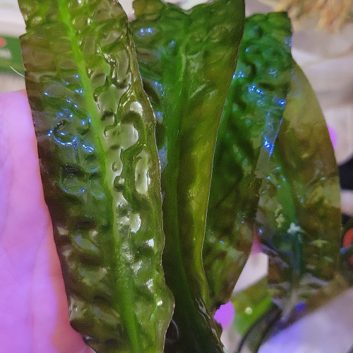 Cryptocoryne plante aquarium