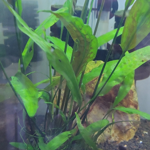 Cryptocoryne plante aquarium