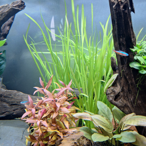 Vallisneria