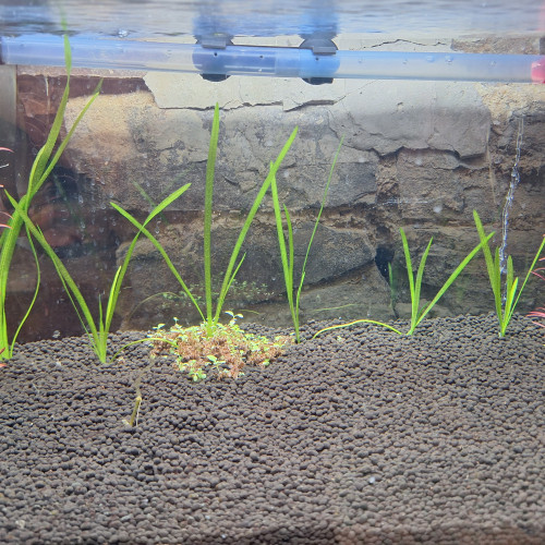 Vallisneria