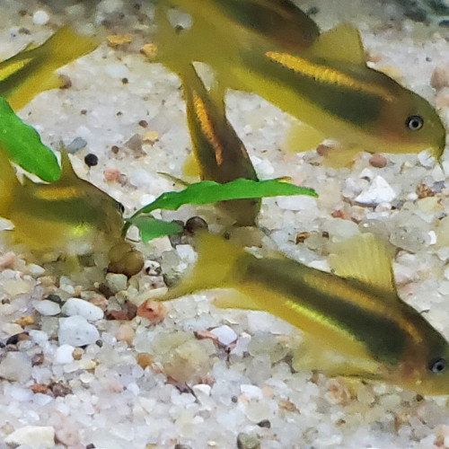 Corydoras GOLDS ou CW010