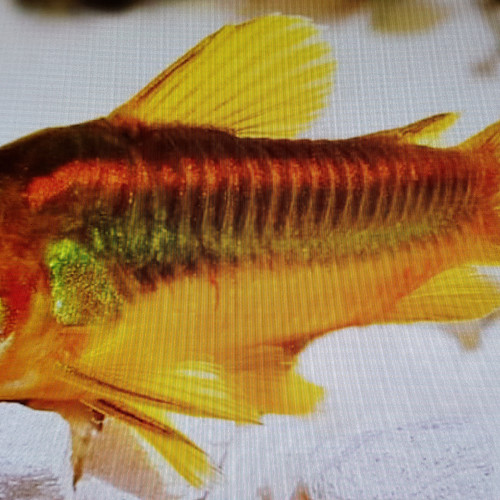 Corydoras GOLDS ou CW010