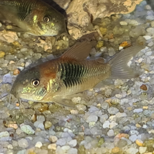 CORYDORAS VENEZUELA ORANGE