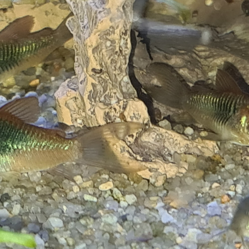 CORYDORAS VENEZUELA ORANGE