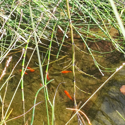 Don poissons Rouges de bassin