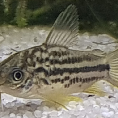 CORYDORAS NAPOENSIS