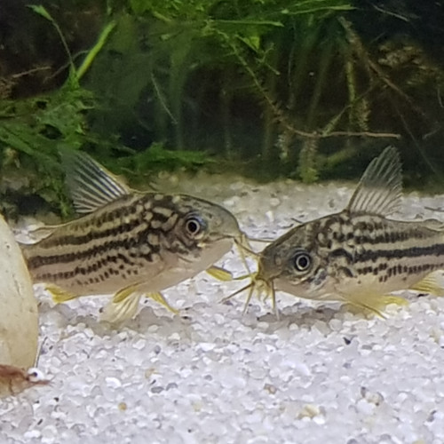 CORYDORAS NAPOENSIS