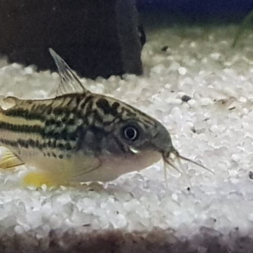 CORYDORAS NAPOENSIS