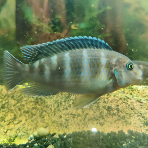 Poissons du Malawi