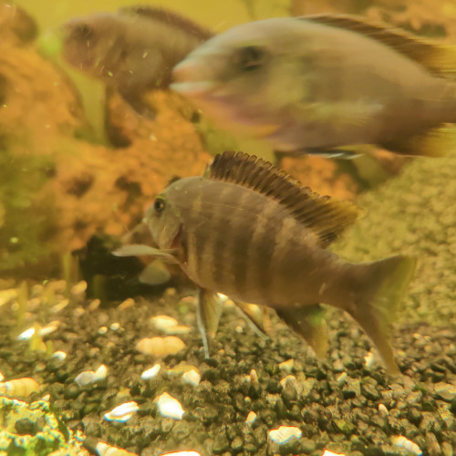 Poissons du Malawi