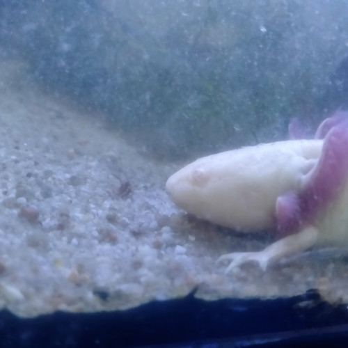 Axolotl