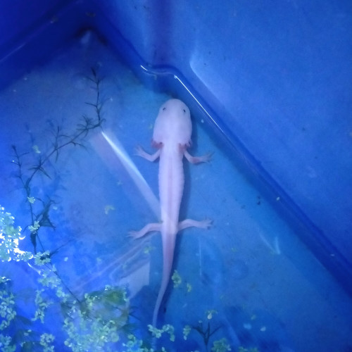 Axolotl