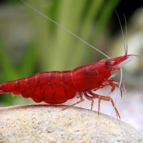 neocaridina red cherry