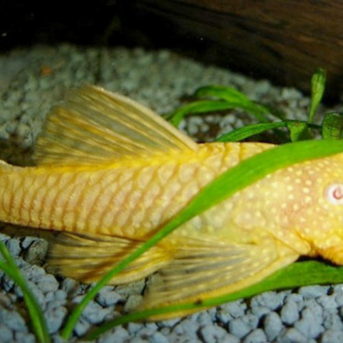 Ancistrus Sp "Gold"