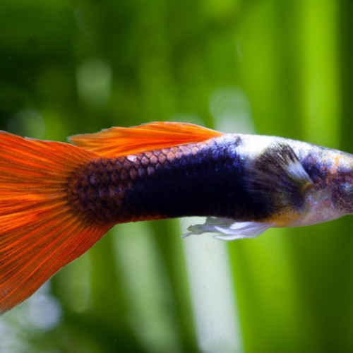 Poecilia reticulata (Guppy Sp)