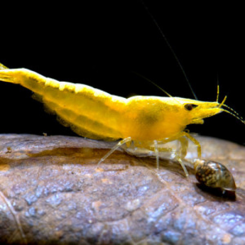 Crevettes Yellow Neon Fire