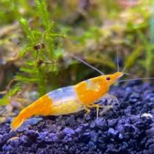 Crevettes Rili Orange