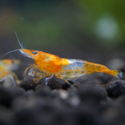 Crevettes Rili Orange