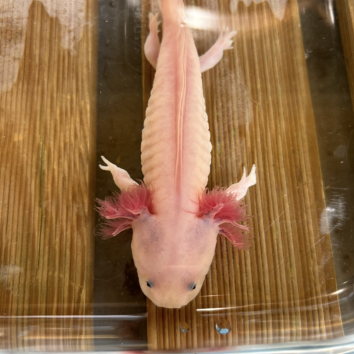 Axolotls juvéniles (Nancy).