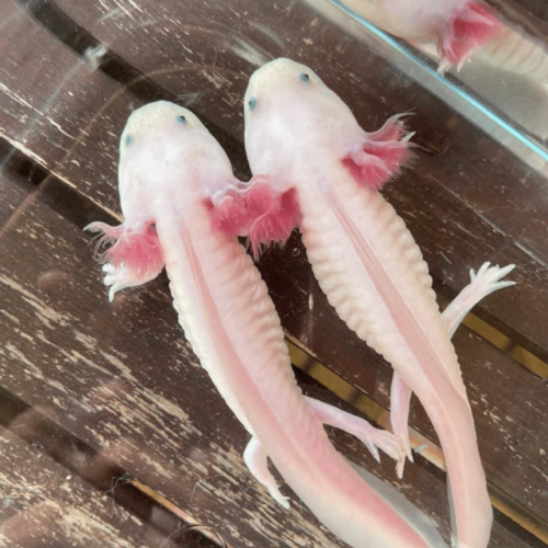 Axolotls juvéniles (Nancy).