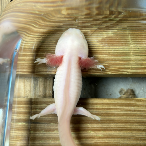 Axolotls juvéniles (Nancy).